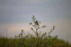 Emberiza schoeniclus