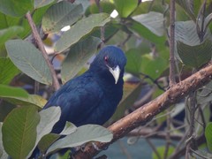 Eudynamys scolopaceus