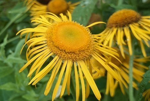 Yellow Oxeye