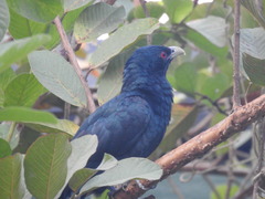 Eudynamys scolopaceus