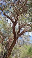 Eucalyptus todtiana
