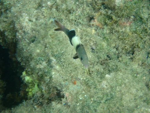 Parupeneus insularis observed 2026-08-15