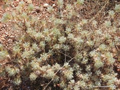 Astragalus granatensis