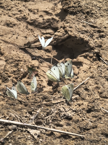 Green-veined White
