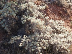 Astragalus granatensis