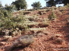 Astragalus granatensis