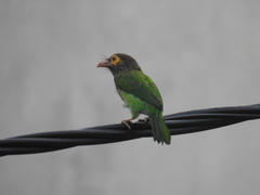 Psilopogon zeylanicus