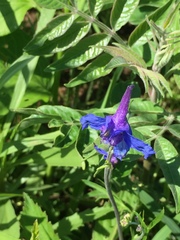 Delphinium carolinianum
