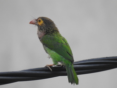 Psilopogon zeylanicus