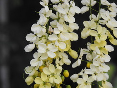 Cassia fistula