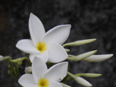 Plumeria pudica