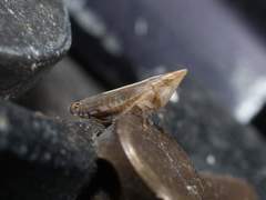 Scaphytopius elegans