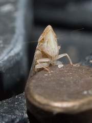 Scaphytopius elegans