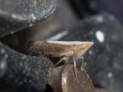 Scaphytopius elegans