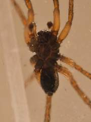 Varacosa