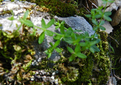 Galium californicum