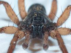 Varacosa