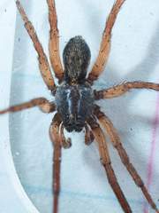 Varacosa