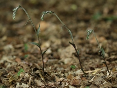 Epipactis microphylla