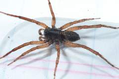 Varacosa