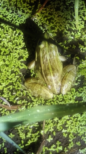 Black-spotted Frog