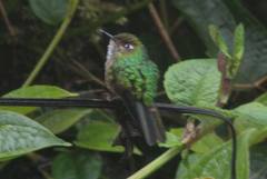 Opisthoprora euryptera