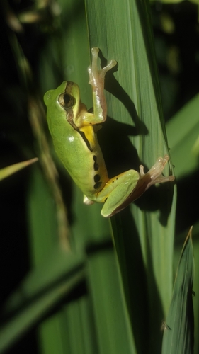 Common Chinese Tree Frog