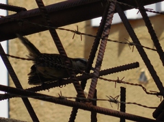 Campylorhynchus rufinucha