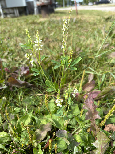 White Sweetclover