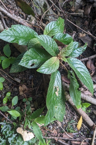 Paraboea swinhoei, photograph 3