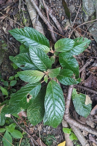 Paraboea swinhoei, photograph 4