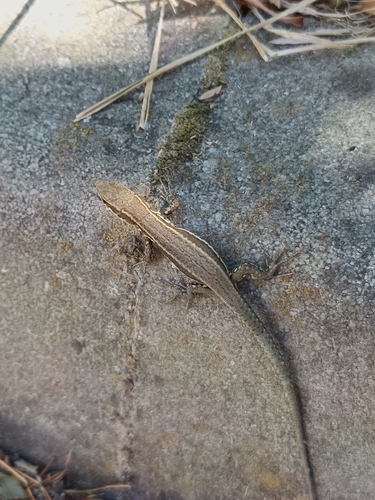 Common Wall Lizard