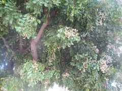 Cupaniopsis anacardioides