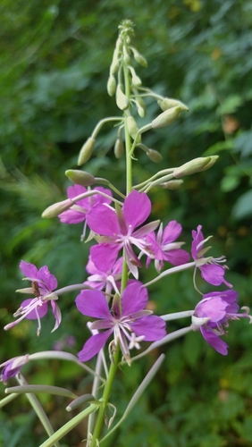 fireweed