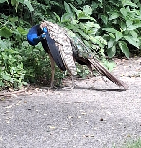 Indian Peafowl