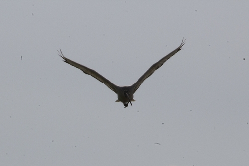 African Sacred Ibis