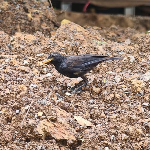 Blue Whistling-Thrush
