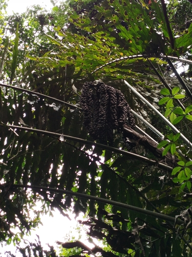 Arenga undulatifolia, photograph 6