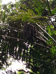 Arenga undulatifolia, photograph (c) Celestino Quintela Sabarís, some rights reserved (CC BY)