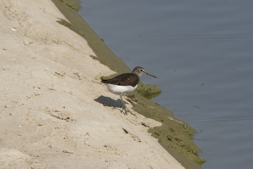 Green Sandpiper