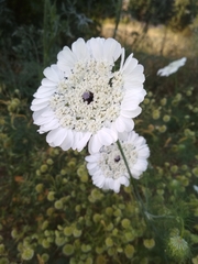 Artedia squamata