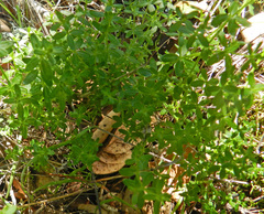 Galium californicum