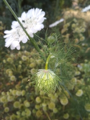 Artedia squamata
