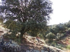 Astragalus granatensis