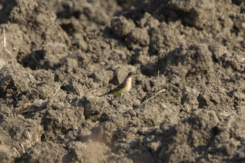 Western Yellow Wagtail