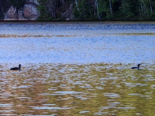 Red-throated Loon