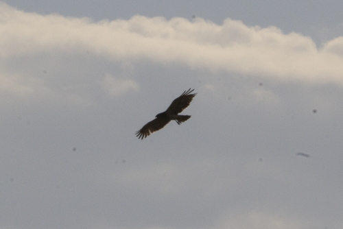 Short-toed Snake-Eagle