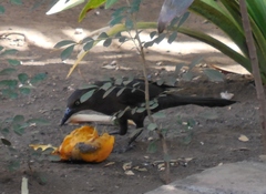 Quiscalus mexicanus