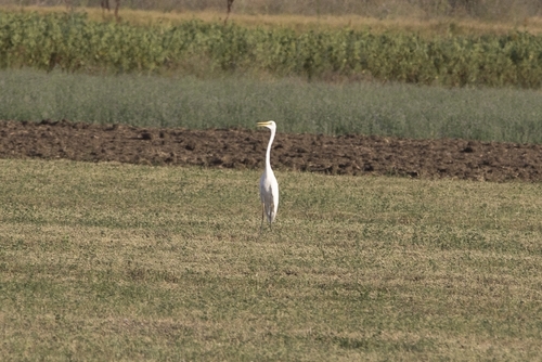 Great Egret