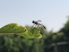 Dioprosopa